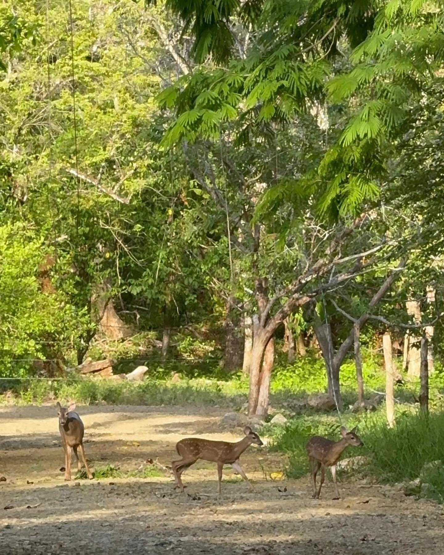 דירות Cabuya  Deer House Cabuya מראה חיצוני תמונה